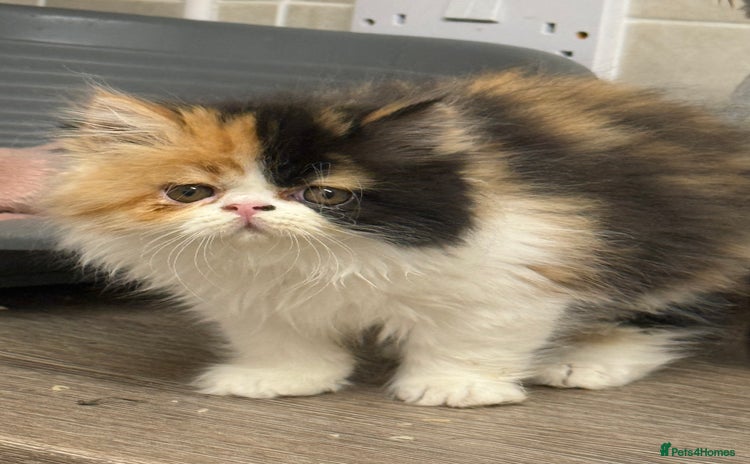 Persian cats - Advert 2