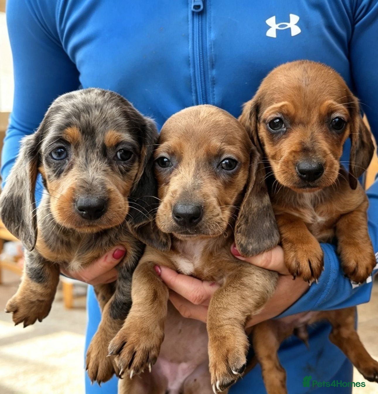 Dachshund dogs Healthy Dachshunds - Advert 18
