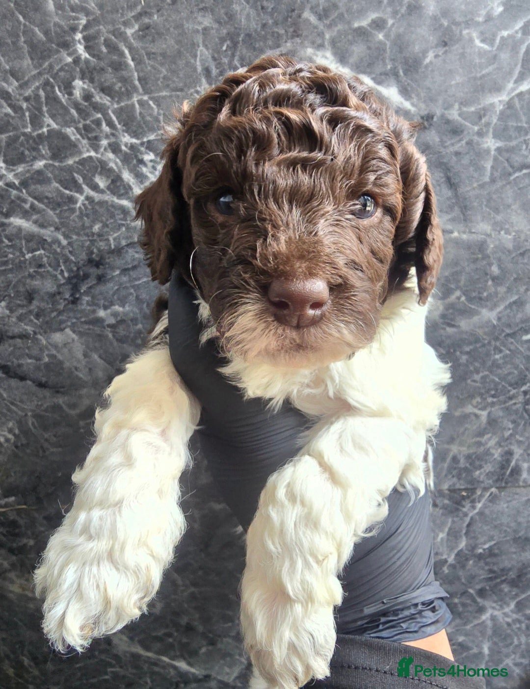 Cockapoo dogs Beautiful F1b Minature Cockapoos - Advert 2