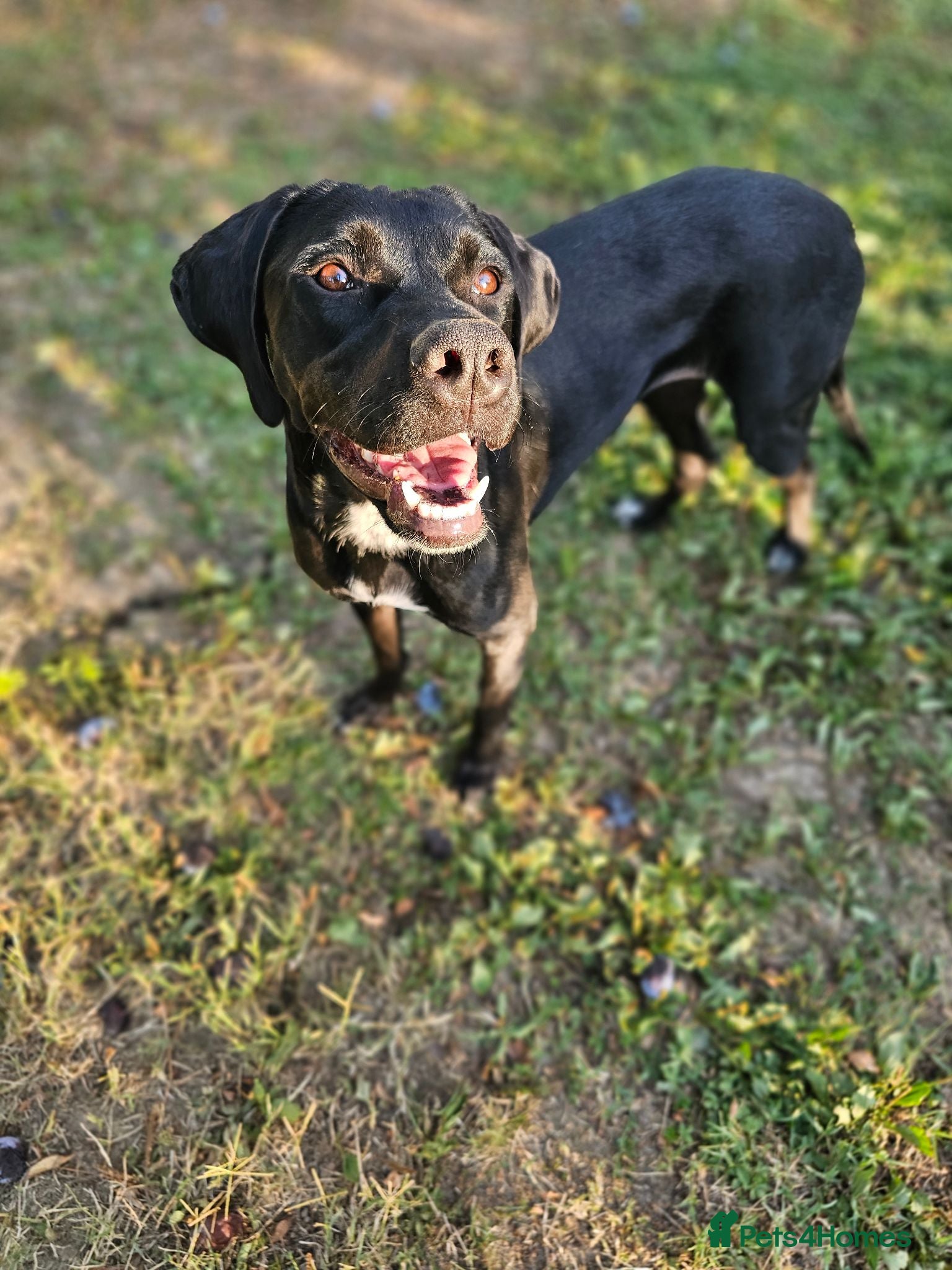 Pointer dogs Donna – Beautiful English Pointer Cross - Advert 16