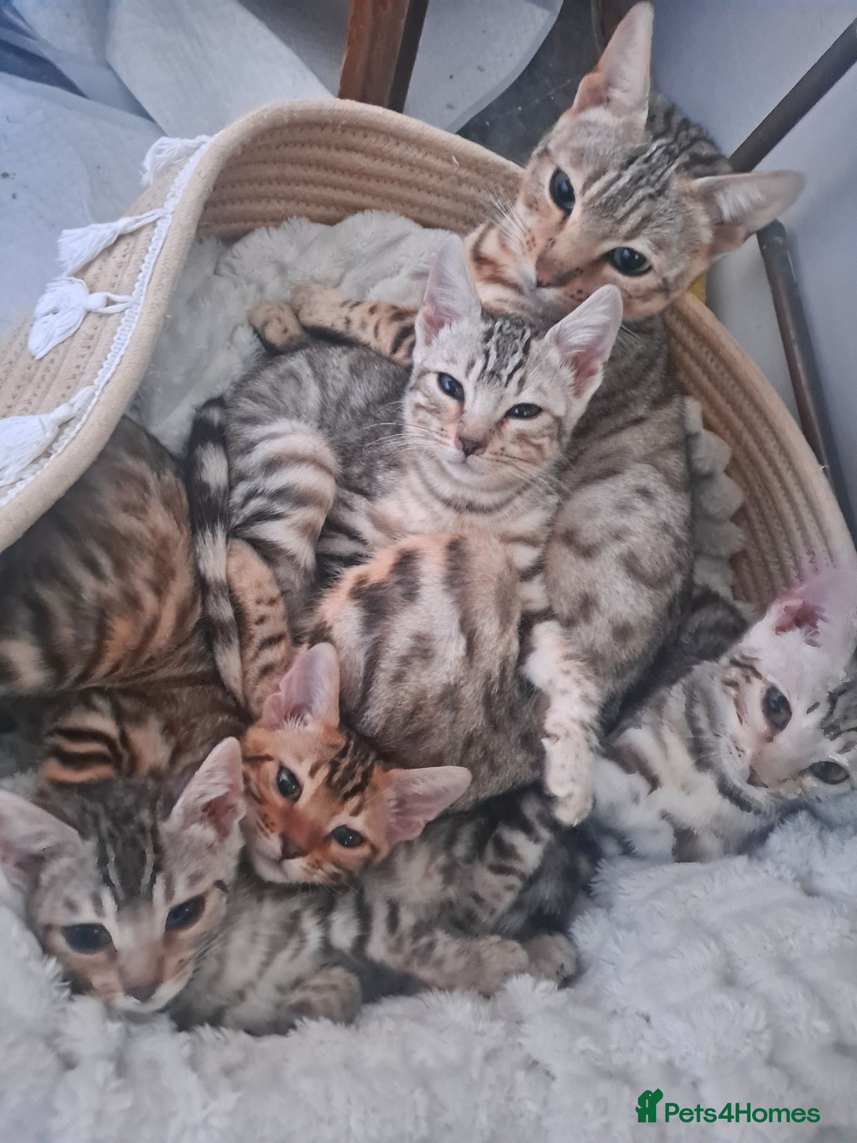 Bengal cats Beautiful pure begal kittens - Advert 2