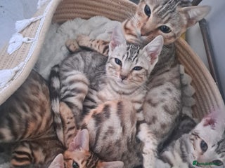 Bengal cats Beautiful pure begal kittens - Advert 2