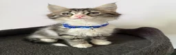 Ragcoon cats for sale: RAGCOONS ragdoll mainecoons  - Advert 17