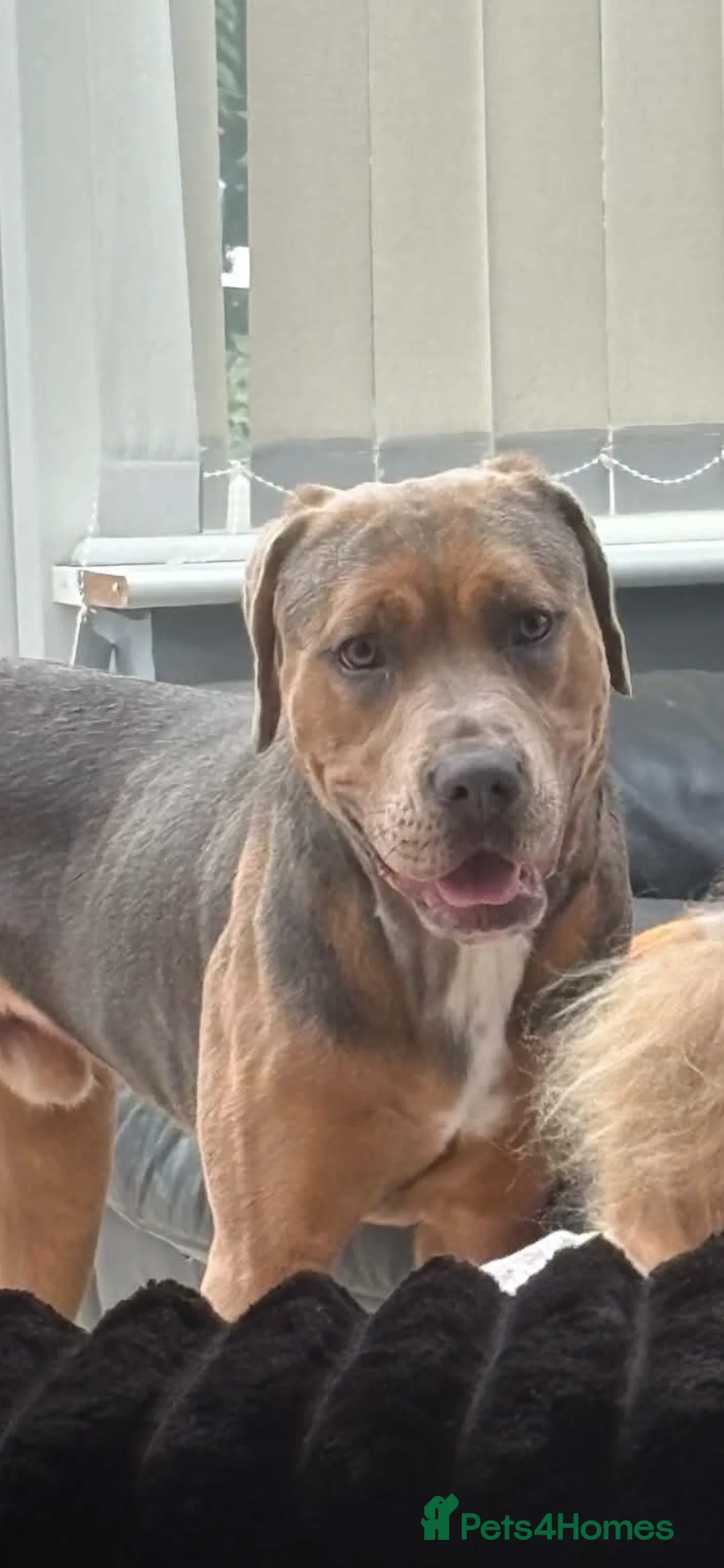 Mixed Breed dogs for sale: Stanley (Mastiff X Staff) 11 months old  - Advert 2