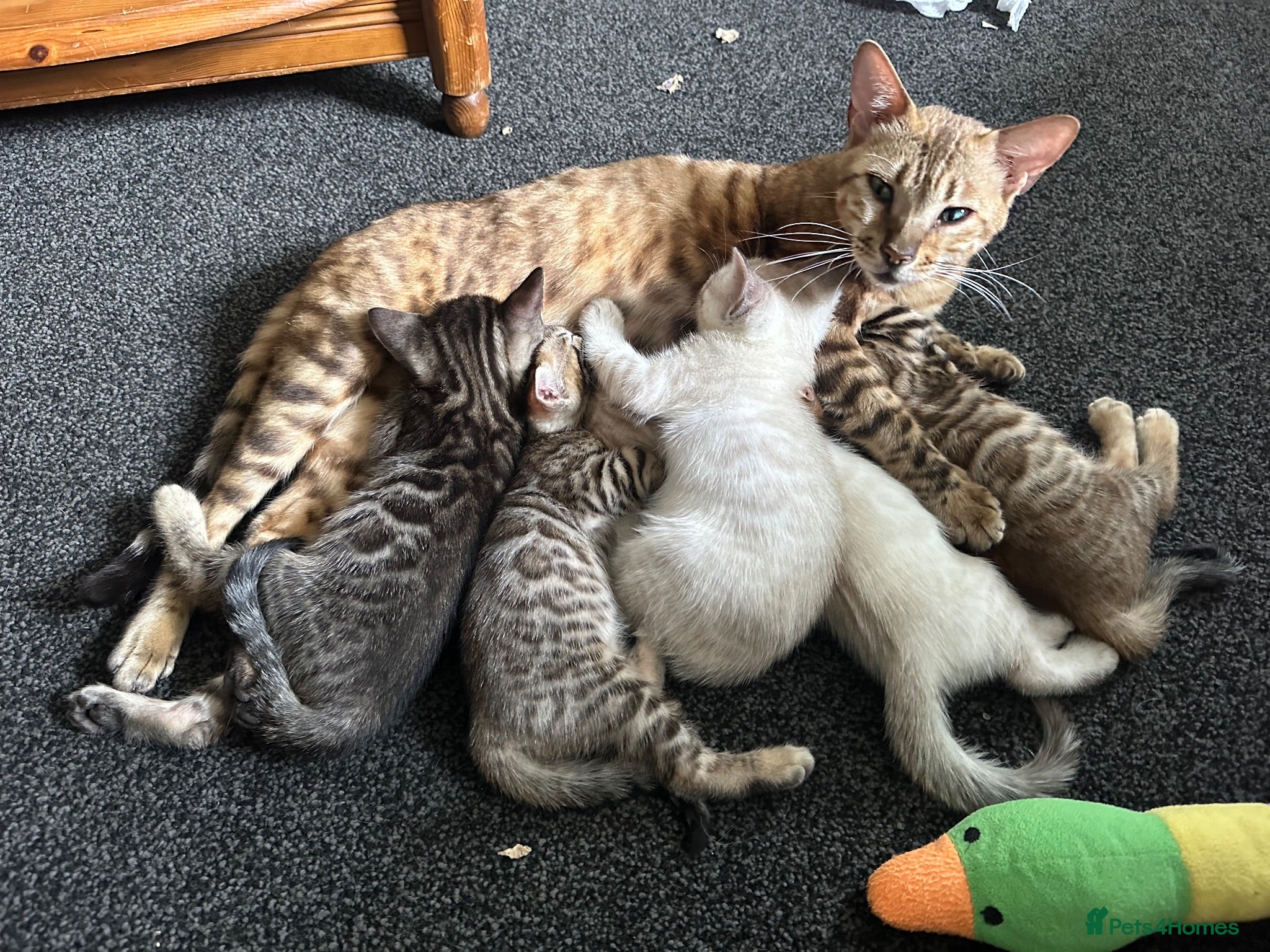 Bengal cats Bengal kittens  - Advert 3