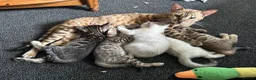 Bengal cats for sale: Bengal kittens  - Advert 1
