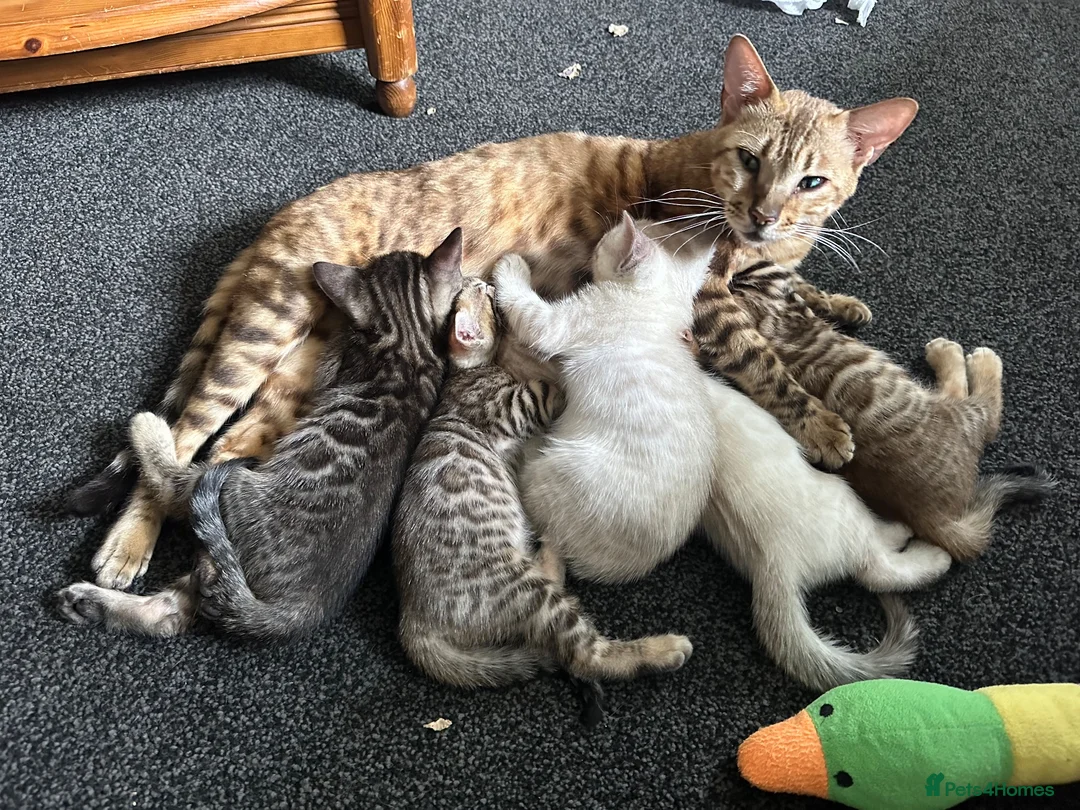 Bengal cats for sale: Bengal kittens  - Advert 1