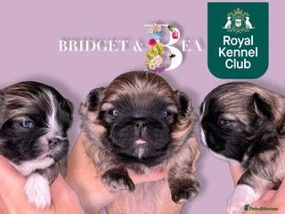 Pekingese dogs ⭐️QUALITY KC PUPS⭐️ - Advert 15