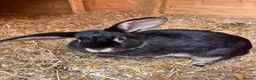 Mixed Breed rabbits for sale: 2 Female rabbits to be rehomed  - Advert 7