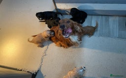 Cocker Spaniel dogs for sale: 🐾 Gorgeous Cocker Spaniel Puppies  🐾 - Image 5