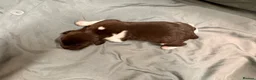 German Shorthaired Pointer dogs for sale: KC registered German shorthairs pointers for sale  - Advert 38