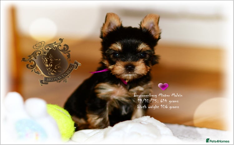 Yorkshire Terrier dogs - Advert 2