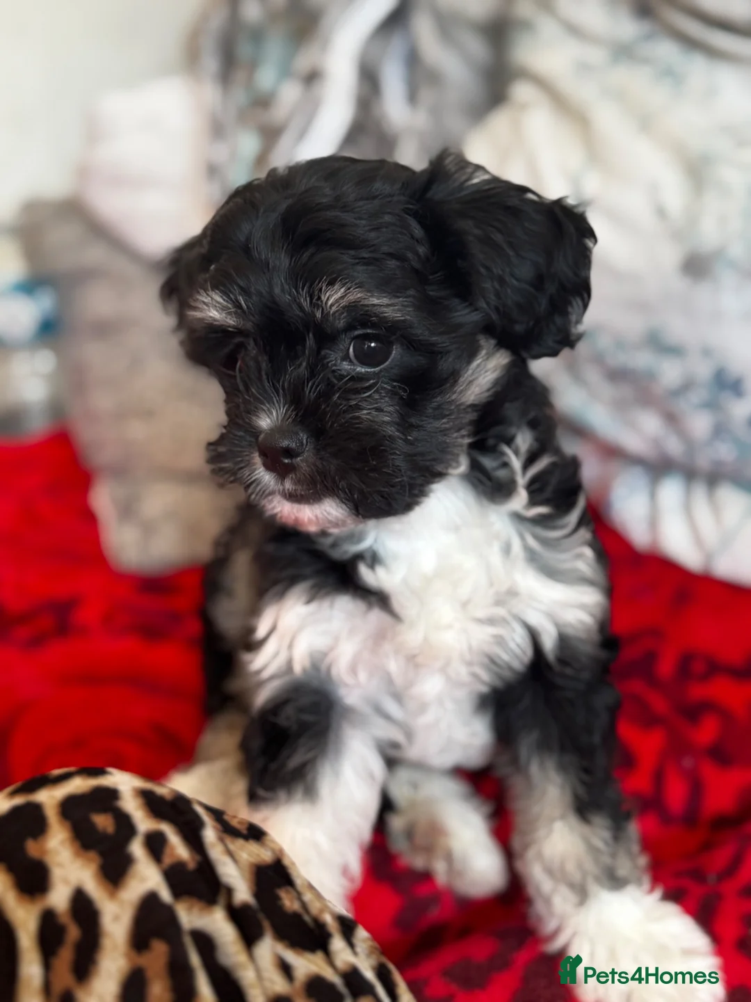 Malshi dogs for sale: Little Puppy - Advert 1