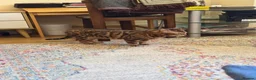 Bengal cats for sale: Ticca registered active male  - Advert 7