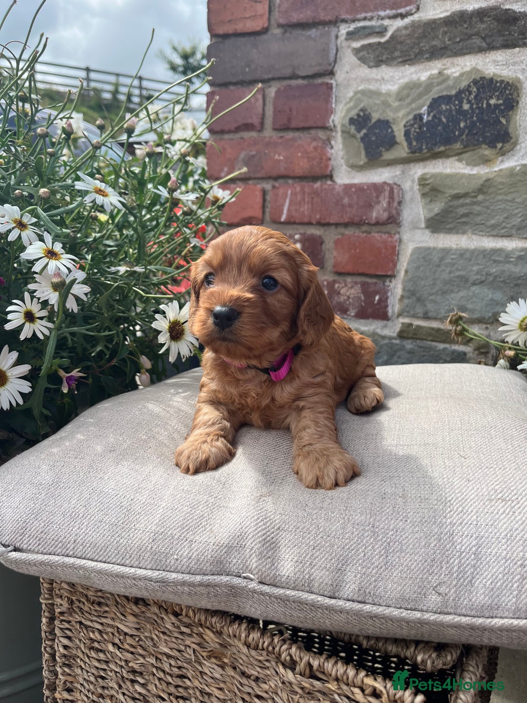Cockapoo dogs for sale: Beautiful Toy F1 Cockapoo Puppies for sale - Image 6