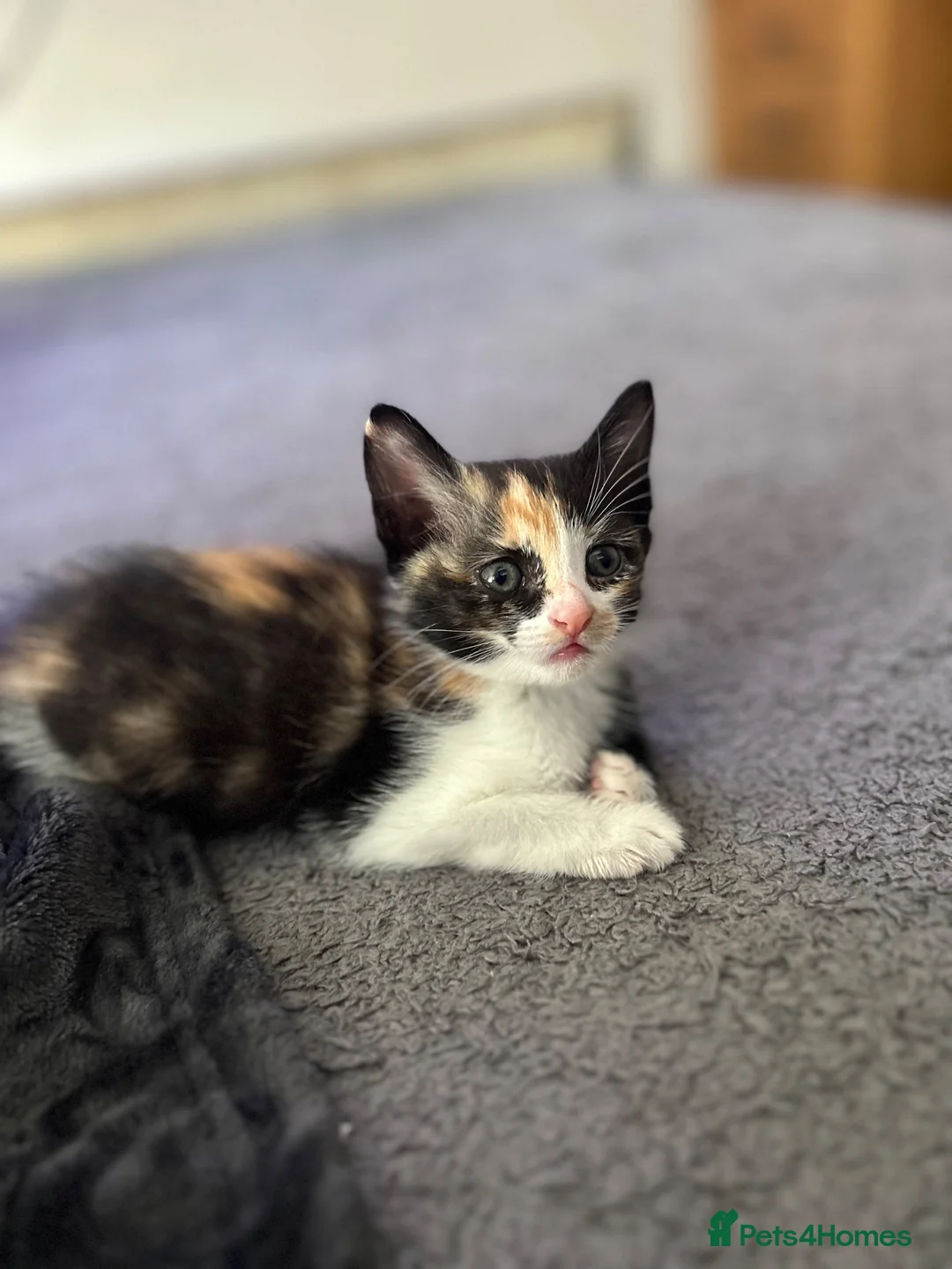 Mixed Breed cats for sale: 2 female kittens available  - Advert 8