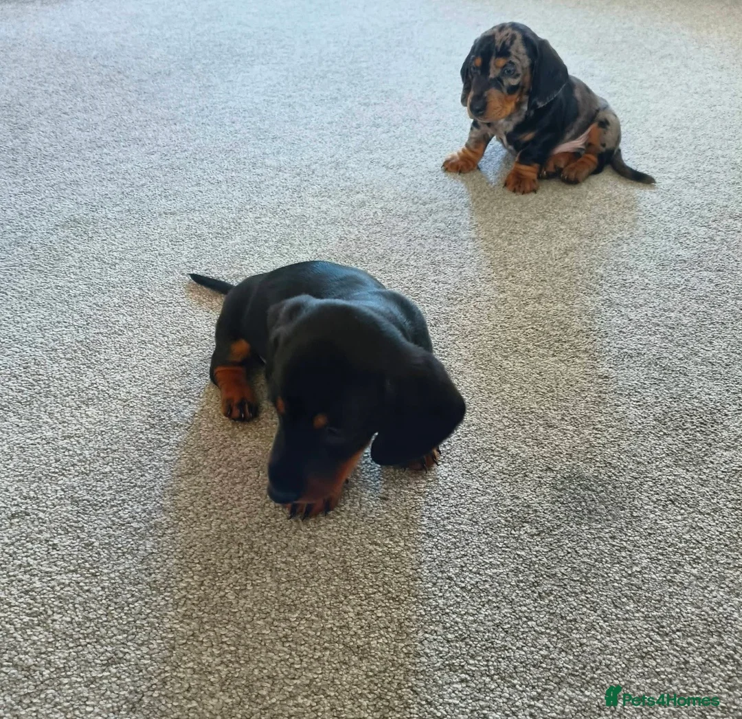 Dachshund dogs for sale: Dachshund puppies - Advert 11
