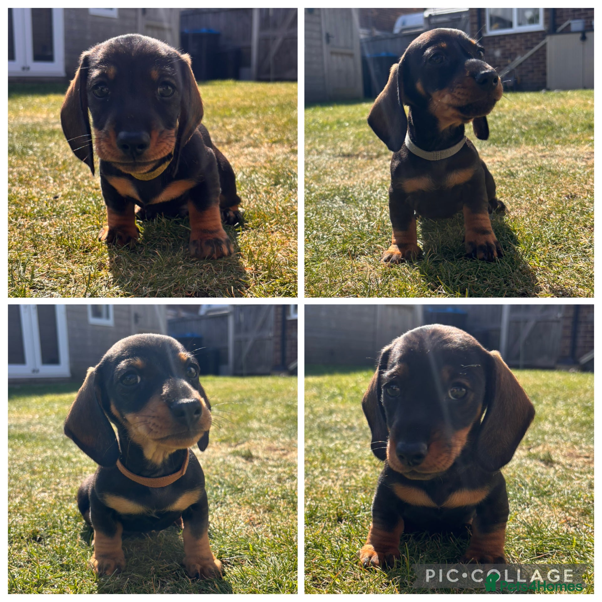 Miniature Dachshund dogs **Ready now** Mini dachshund puppies - Advert 15