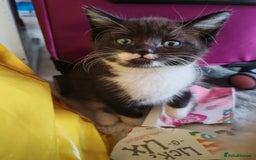 British Shorthair cats for sale: British shorthair kittens  - Image 4