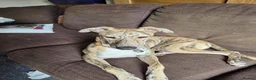 Mixed Breed dogs for sale: Greyhound/lurcher mixed with saluki  in Wakefield - Advert 1