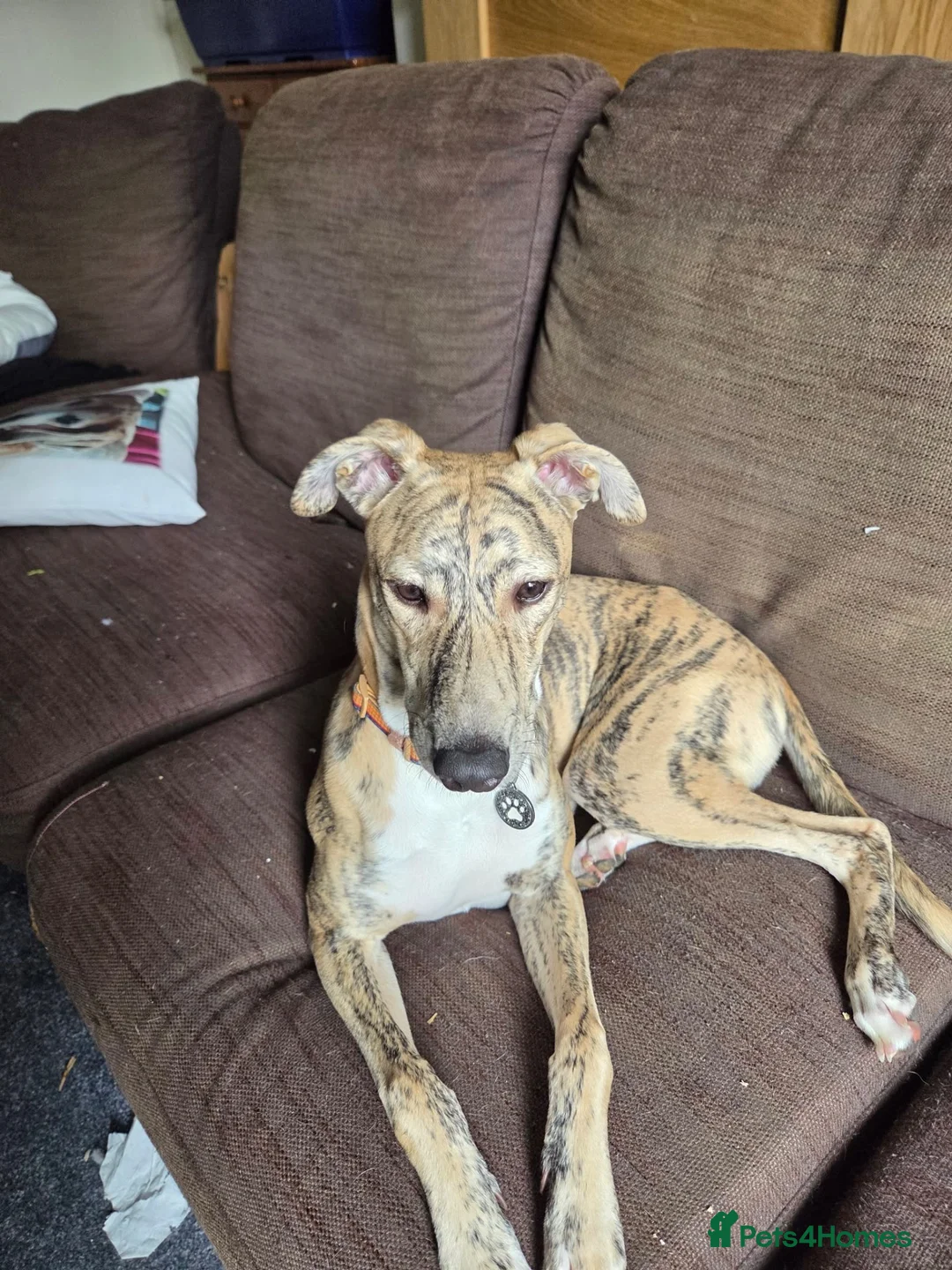 Mixed Breed dogs for sale: Greyhound/lurcher mixed with saluki  in Wakefield - Advert 1