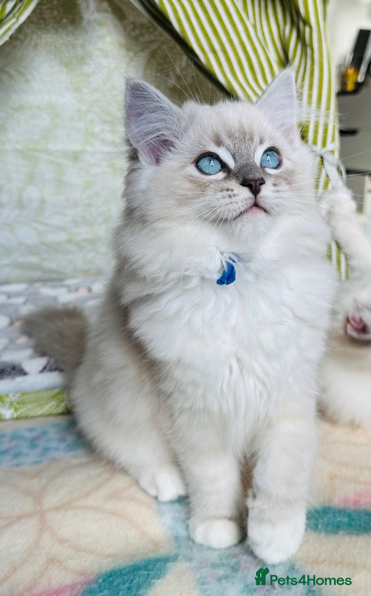Ragdoll cats for sale: 💙 ACTIVE REGISTERED RAGDOL, DNA TESTED PARENTS 💙 - Advert 6