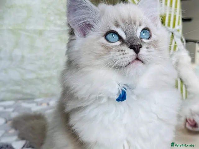 Ragdoll cats for sale: 💙 ACTIVE REGISTERED RAGDOL, DNA TESTED PARENTS 💙 - Advert 6