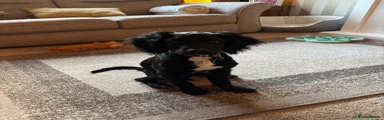 Sproodle Puppy Ozzy 