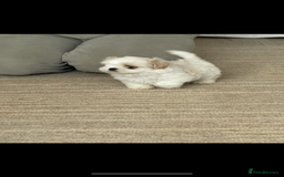 Shih Tzu dogs for sale: LAST BOY LEFT Imperial shih tzu dobies - Image 6