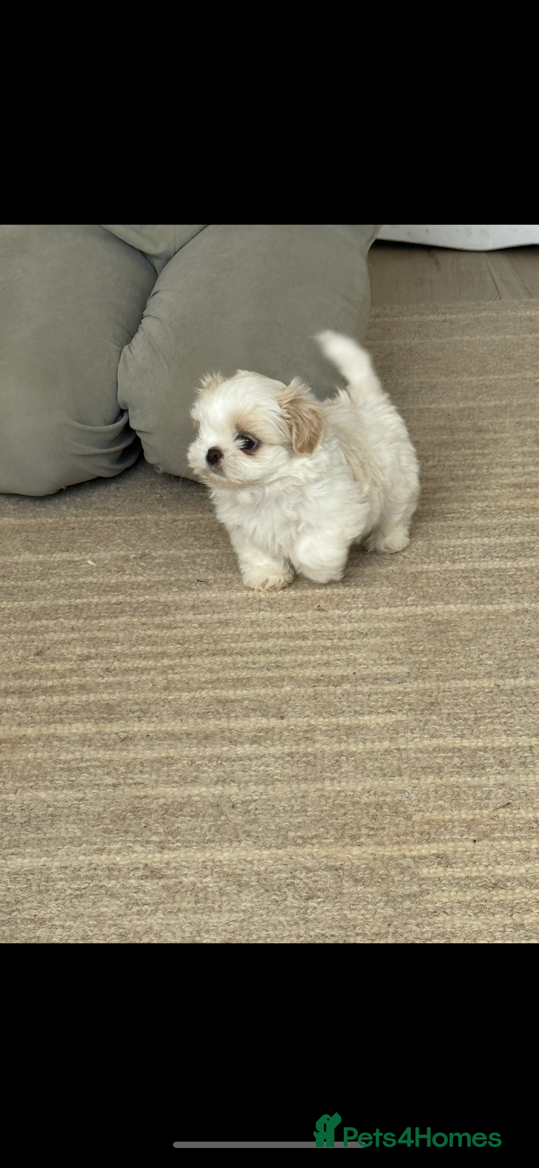 Shih Tzu dogs for sale: LAST BOY LEFT Imperial shih tzu dobies - Image 6