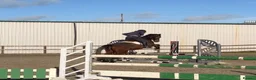 Irish Sports horses for sale: Fantastic opportunity to produce  - Advert 9