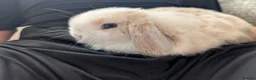 Mini Lop rabbits for sale: Beautiful blue-eyed Mini Lop sisters - Advert 8
