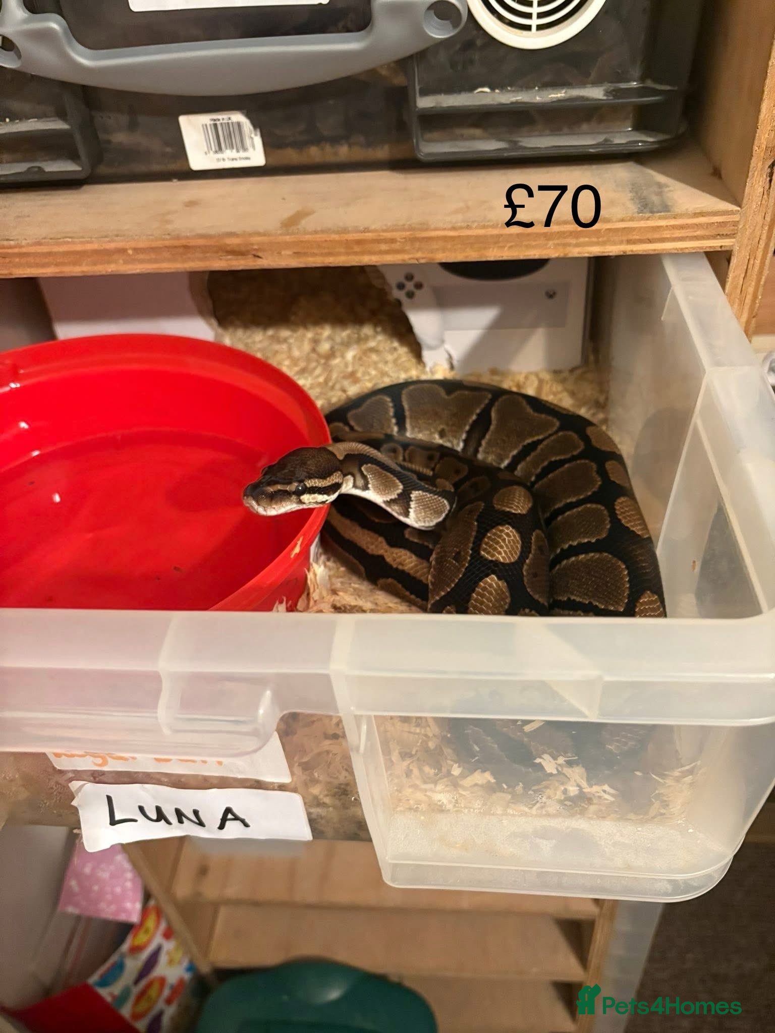 Python Snake reptiles Ball pythons  - Advert 10