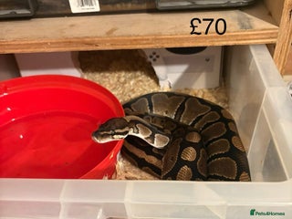 Python Snake reptiles Ball pythons - Advert 18