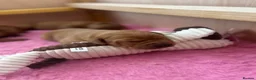 Labrador Retriever dogs for sale: Beautiful Fox Red Labrador Puppies in Wellington - Advert 10