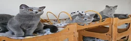 British Shorthair cats for sale: Stunning British Shorthair blue kittens NEUTERED - Advert 8