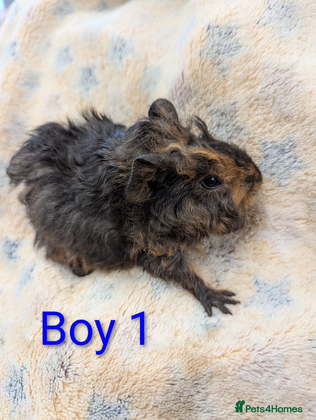 Guinea Pig rodents for sale: Guinea pigs babies & adults. Lunkarya cross breed - Advert 2