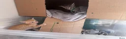 Domestic Shorthair cats for sale: domestic Shorthair Kittens  - Advert 9