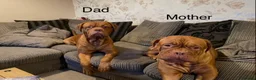 Dogue De Bordeaux dogs for sale: Dogue De Bordeaux Puppies in Durham - Advert 10