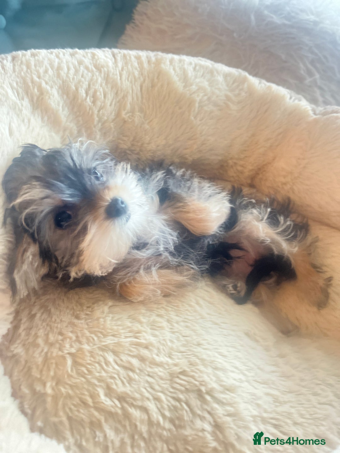 Mixed Breed dogs for sale: Beautiful female yorkie  - Advert 3