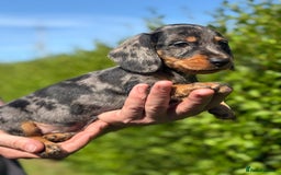 Miniature Dachshund dogs for sale: ✨BEAUTIFUL SILVER DAPPLE BOY✨ in Ripon - Image 1