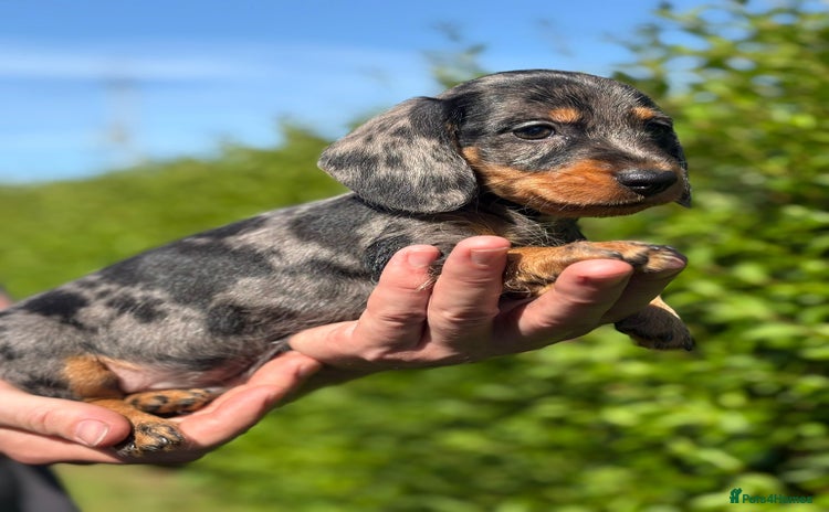 Miniature Dachshund dogs in Ripon - Advert 9
