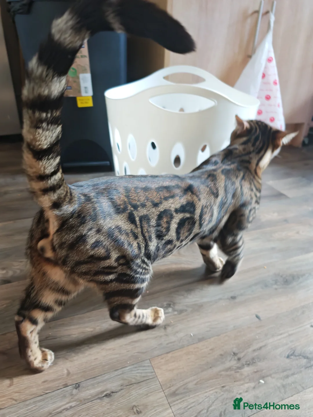 Bengal cats for sale: Bengal Kitten  in Bradford - Advert 1