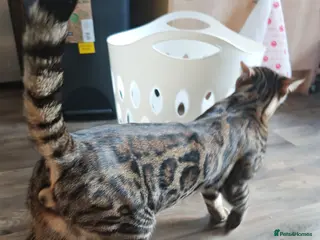 Bengal cats Bengal Kitten - Advert 1