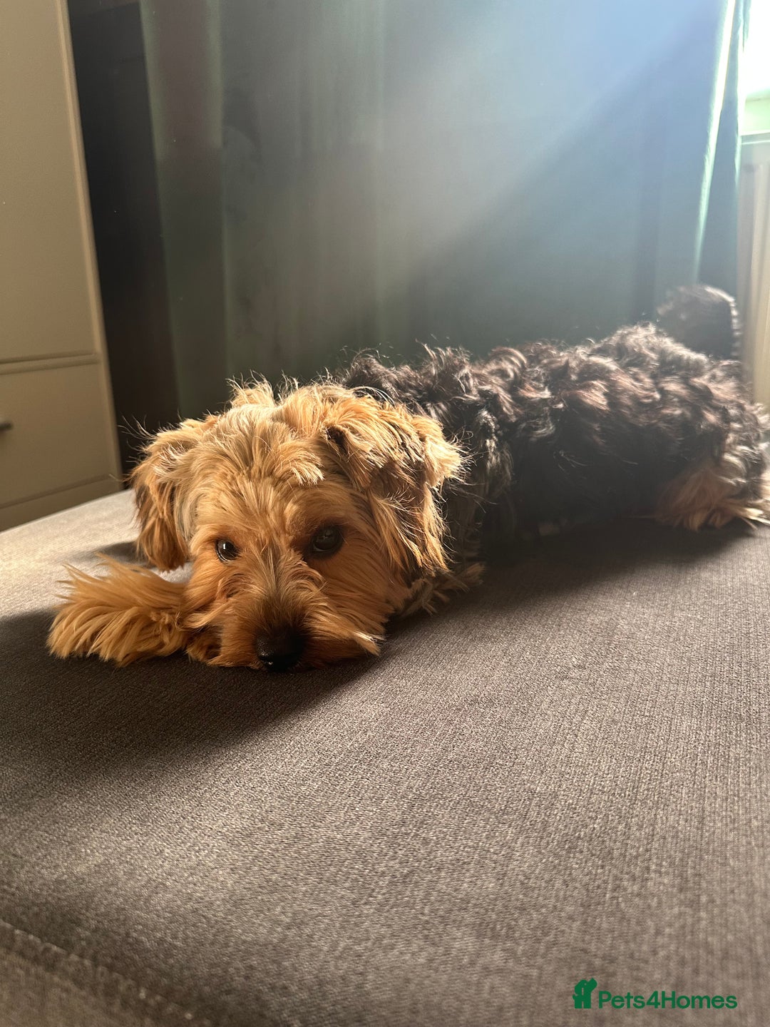 Yorkshire Terrier dogs for sale: Beautiful Yorkshire Terrier Puppy for Sale - Advert 4
