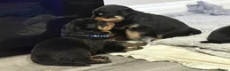 Rottweiler dogs for sale: Chunky Rottweilers  - Advert 6