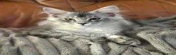 Maine Coon cats for sale: ⚜️ championline maine coon kittens ⚜️ polydactyl - Advert 19