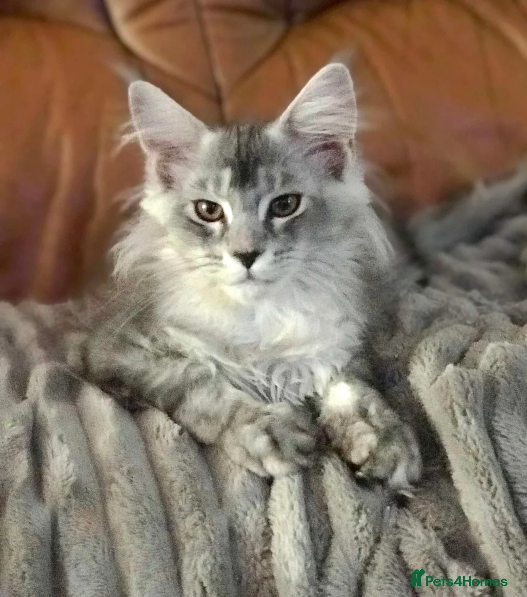 Maine Coon cats for sale: ⚜️ championline maine coon kittens ⚜️ polydactyl - Advert 19