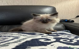 Ragdoll cats for sale: 2 stunning seal point ragdoll boys  - Image 21
