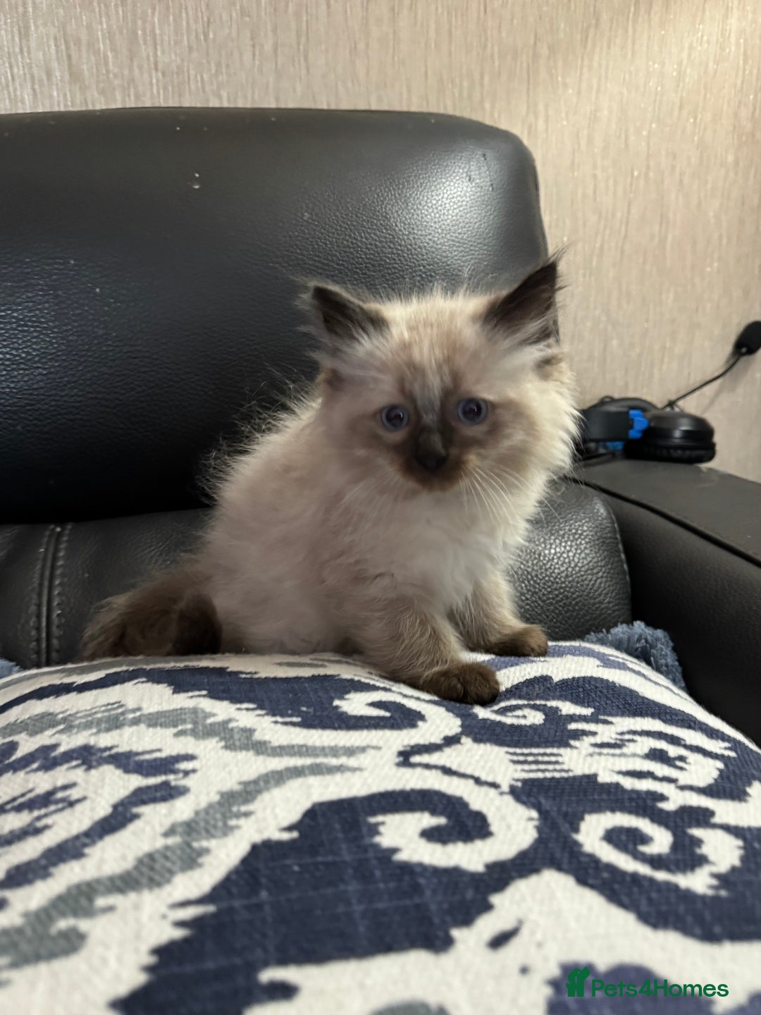 Ragdoll cats for sale: 2 stunning seal point ragdoll boys  - Image 21